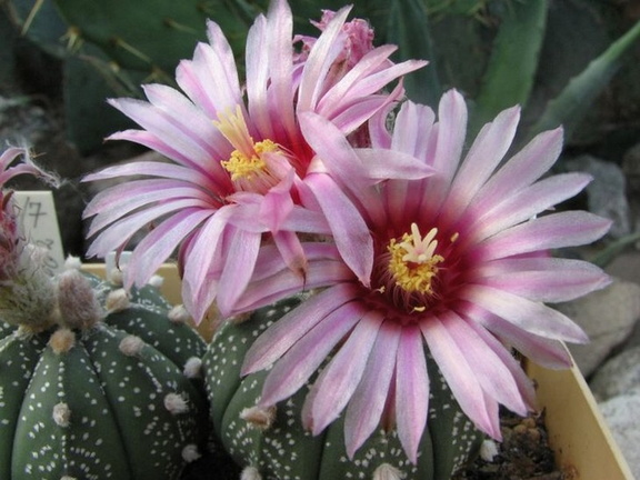 Astrophytum asterias cv Rote Bluete Fomenko (2046 відвідувань) Astrophytum asterias cv Rote Bluete Fomenko