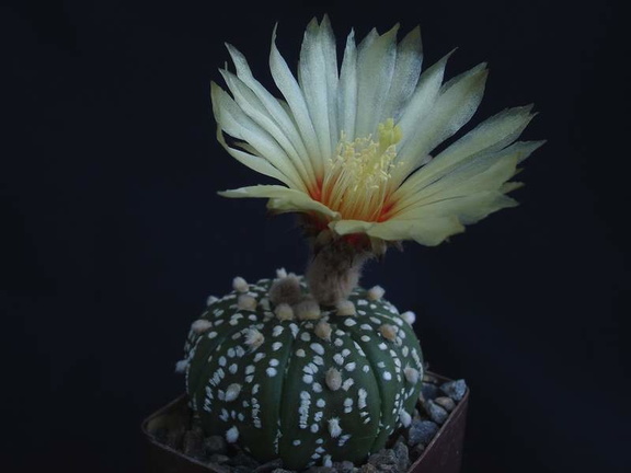 Astrophytum asterias cv Superkabuto Pechersky (2098 відвідувань) Astrophytum asterias cv Superkabuto Pechersky