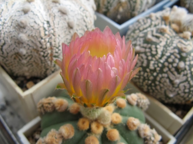 Astrophytum_asterias_nudum_Ooibo.JPG