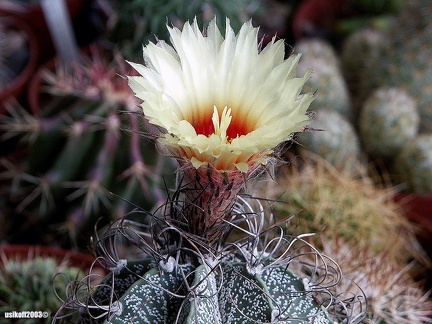 Astrophytum capricorne (188 відвідувань) Astrophytum capricorne