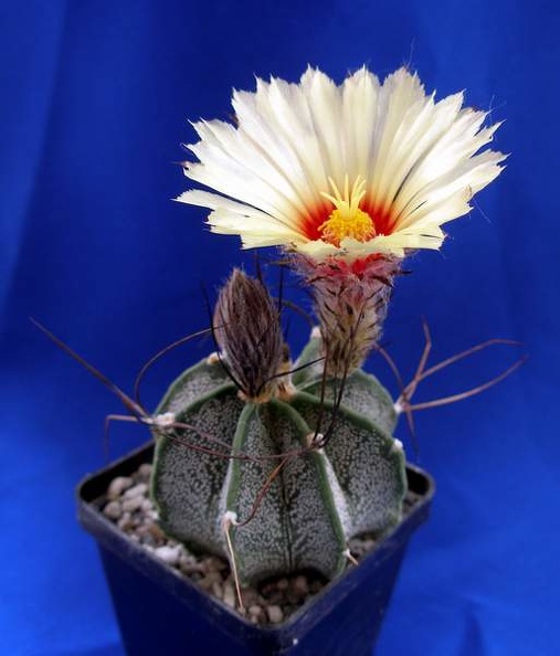 Astrophytum_capricorne_Lira.JPG