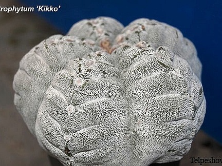 Astrophytum cv Kikko El FG (2234 відвідувань) Astrophytum cv Kikko El FG
