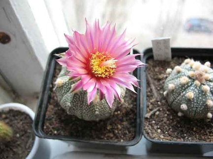 Astrophytum cv Rote Bluete Bulach FG (1812 відвідувань) Astrophytum cv Rote Bluete Bulach FG