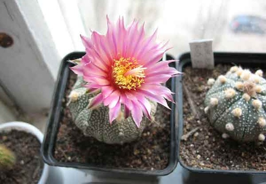 Astrophytum cv Rote Bluete Bulach FG (1812 відвідувань) Astrophytum cv Rote Bluete Bulach FG