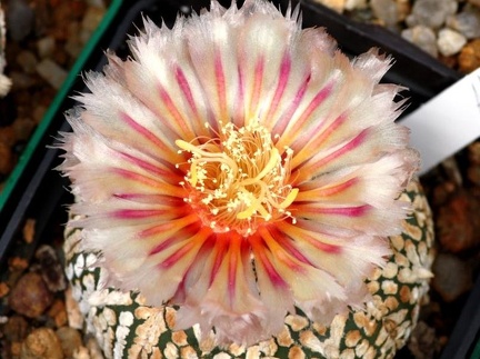 Astrophytum hybr (4094 відвідувань) Astrophytum hybr