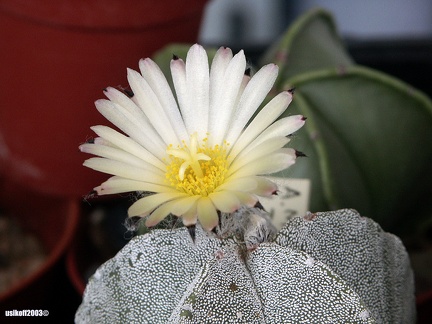 Astrophytum myriostigma (156 відвідувань) Astrophytum myriostigma