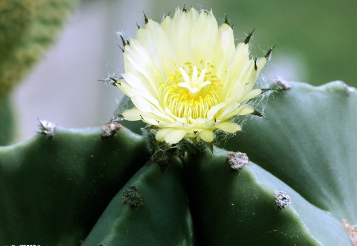 Astrophytum myriostigma f nudum (1882 відвідувань) Astrophytum myriostigma f nudum