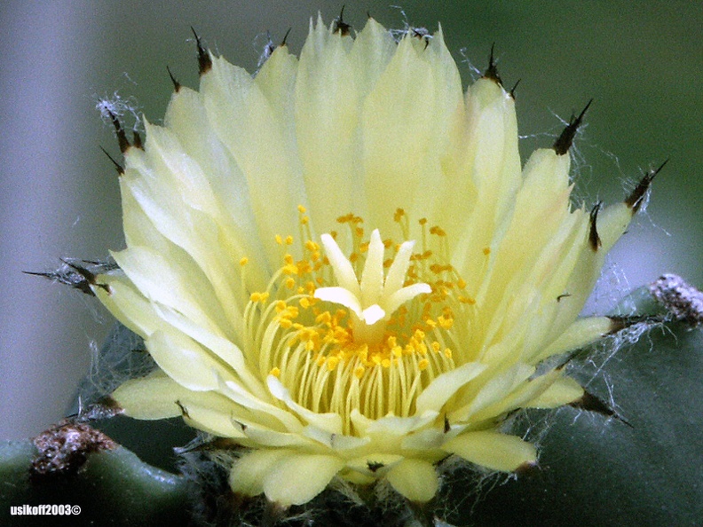 Astrophytum_myriostigma_f__nudum_1.jpg