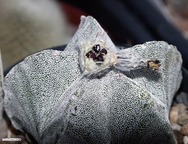 Astrophytum_myriostigma_seeds.jpg