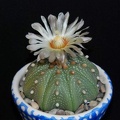 Ph Astrophytum asterias Moksa (1817 відвідувань) Ph Astrophytum asterias Moksa