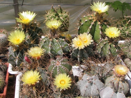 a astrophytum fl4 (2805 відвідувань) a astrophytum fl4