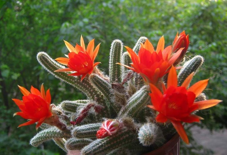 Chamaecereus_silvestrii_B_FG.jpg