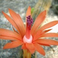 Cleistocactus Winterocereus aureispinus Krup FG (2452 відвідувань) Cleistocactus Winterocereus aureispinus Krup FG