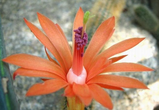 Cleistocactus Winterocereus aureispinus Krup FG (2451 відвідувань) Cleistocactus Winterocereus aureispinus Krup FG