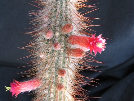 Cleistocactus tupizensis (2659 відвідувань) Cleistocactus tupizensis