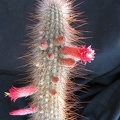 Cleistocactus_tupizensis.jpg