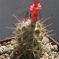 Cochemiea (Mammillaria) maritima (3070 відвідувань) Растение и фото Леоновой Ирины (Одесса) Cochemiea (Mammillaria) maritima