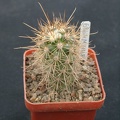 Mammillaria halei (2261 відвідувань) Mammillaria halei