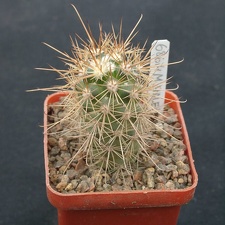 Mammillaria halei (2260 відвідувань) Mammillaria halei