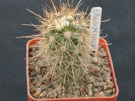 Mammillaria halei (2260 відвідувань) Mammillaria halei