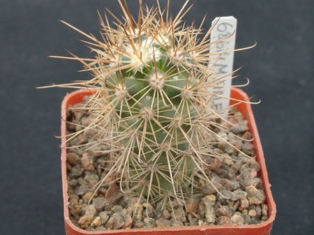 Mammillaria halei (2261 відвідувань) Mammillaria halei