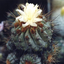 Copiapoa sp. (2818 відвідувань) Фото и растение Александра и Сергея Червинко (Винница)
... Copiapoa sp.