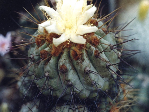 Copiapoa sp. (2819 відвідувань) Фото и растение Александра и Сергея Червинко (Винница)
... Copiapoa sp.