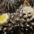 Copiapoa__hypogaea-02.jpg