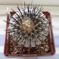 Copiapoa_cinerea_v_columna-alba_Pan_de_Azucar.jpg