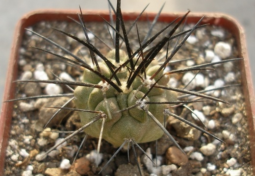 Copiapoa dealbata Lavr (2193 відвідувань) Copiapoa dealbata Lavr