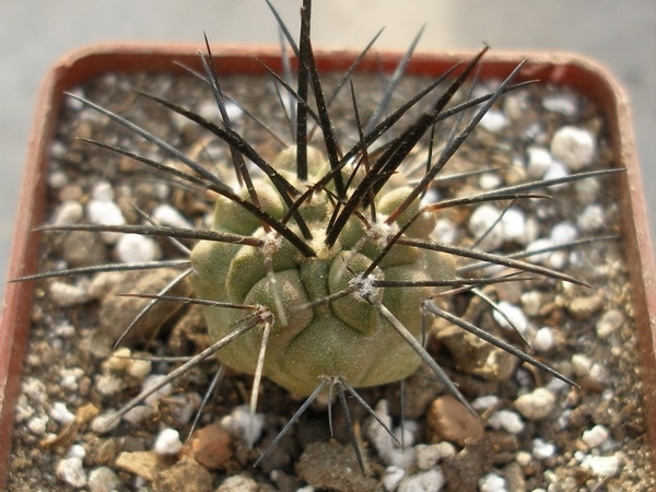 Copiapoa dealbata Lavr (2193 відвідувань) Copiapoa dealbata Lavr