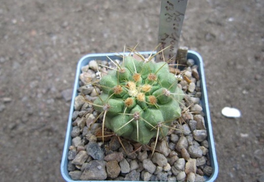 Copiapoa haseltoniana LH 1320 (2265 відвідувань) Copiapoa haseltoniana LH 1320