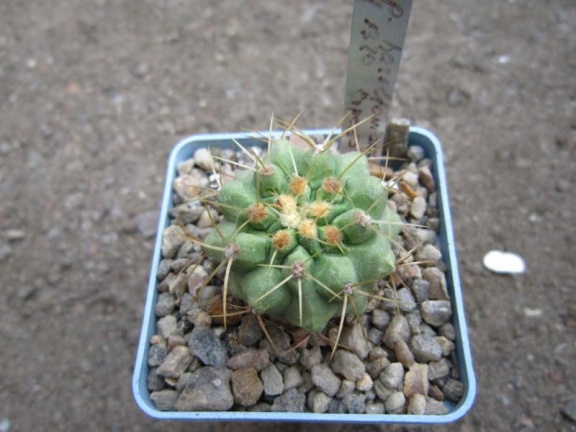 Copiapoa haseltoniana LH 1320 (2265 відвідувань) Copiapoa haseltoniana LH 1320