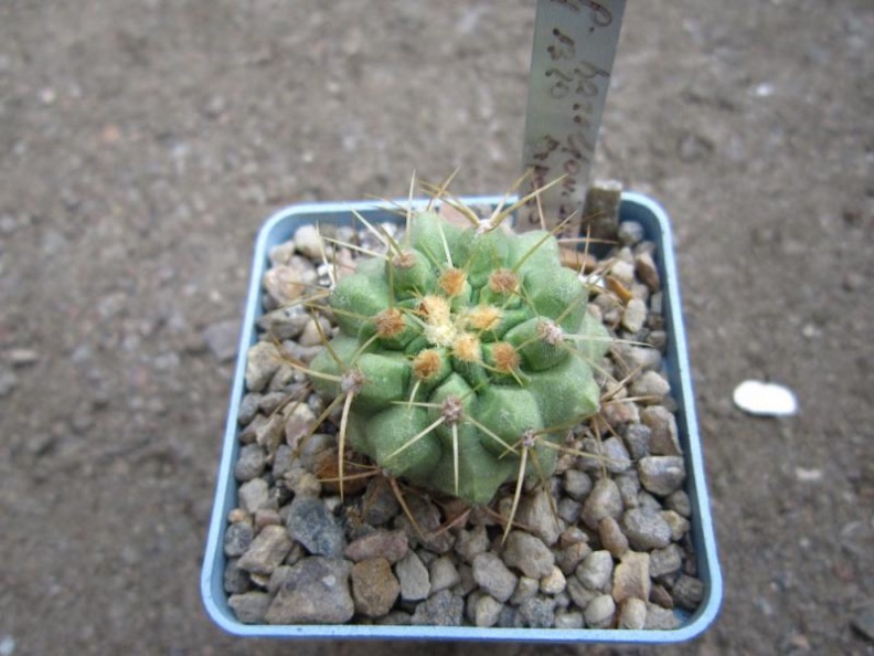 Copiapoa haseltoniana LH 1320 (2263 відвідувань) Copiapoa haseltoniana LH 1320
