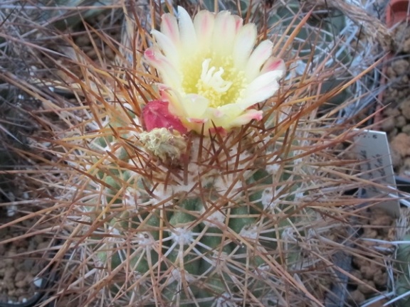 Copiapoa horniloensis WM108 Lavr FG (2092 відвідувань) Copiapoa horniloensis WM108 Lavr FG