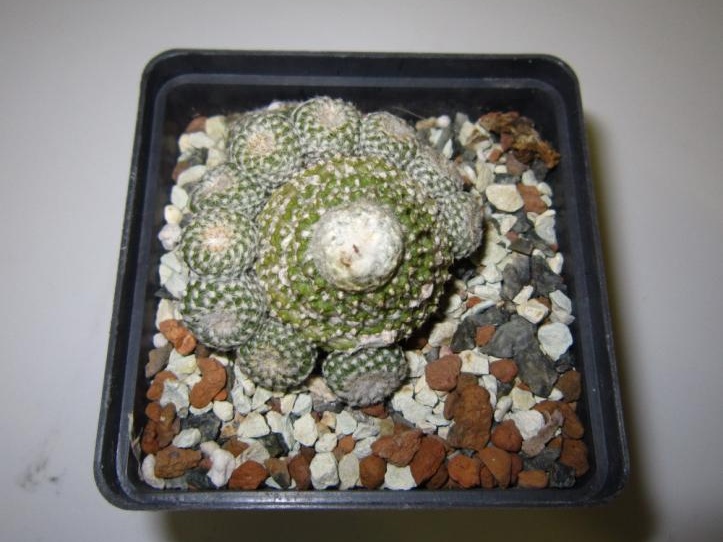 Copiapoa laui (2242 відвідувань) Copiapoa laui