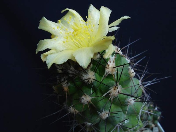 Copiapoa longispina Pechersky (2155 відвідувань) Copiapoa longispina Pechersky