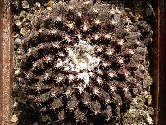 Copiapoa tenuissima (2523 відвідувань) Copiapoa tenuissima