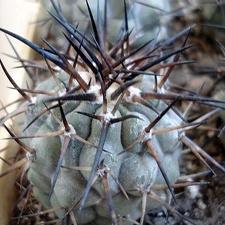 Ph Copiapoa cinerea3 Burzak