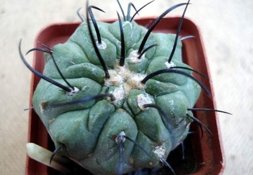 Ph Copiapoa dealbata3 Burzak (2033 відвідувань) Ph Copiapoa dealbata3 Burzak