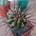 Ph Copiapoa dealbata Burzak (2076 відвідувань) Ph Copiapoa dealbata Burzak