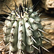 Copiapoa cinerea v. columna-alba (3443 відвідувань) Фото Арлена Александровича Буренкова (Киев). Растение �... Copiapoa cinerea v. columna-alba