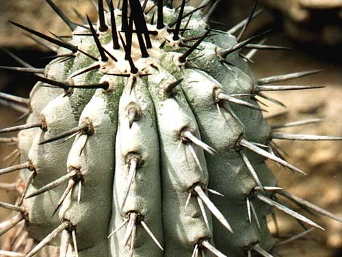 Copiapoa cinerea v. columna-alba (3443 відвідувань) Фото Арлена Александровича Буренкова (Киев). Растение �... Copiapoa cinerea v. columna-alba