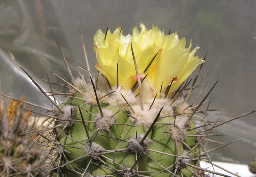 Copiapoa calderana (4270 відвідувань) Фото и растение Владимира Фоменко (Запорожье)
Copiapoa calderana