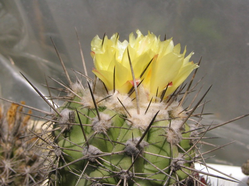 Copiapoa calderana (4270 відвідувань) Фото и растение Владимира Фоменко (Запорожье)
Copiapoa calderana