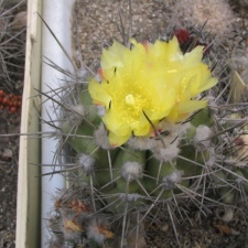 Copiapoa calderana (4020 відвідувань) Фото и растение Владимира Фоменко (Запорожье)
Copiapoa calderana