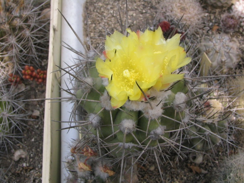 Copiapoa calderana (4020 відвідувань) Фото и растение Владимира Фоменко (Запорожье)
Copiapoa calderana