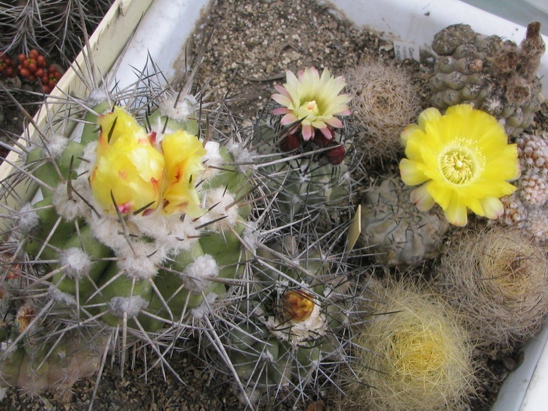 Copiapoa (5598 відвідувань) Фото и растение Владимира Фоменко (Запорожье)
Copiapoa