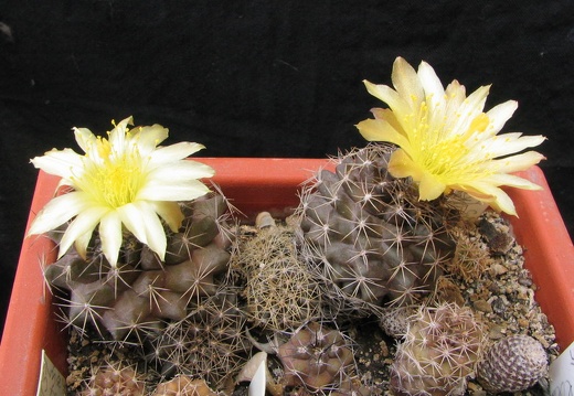 Copiapoa humilis (3924 відвідувань) Фото и растения Владимира Фоменко (Запорожье)
Copiapoa humilis