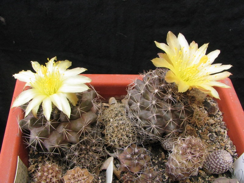 Copiapoa humilis (3924 відвідувань) Фото и растения Владимира Фоменко (Запорожье)
Copiapoa humilis